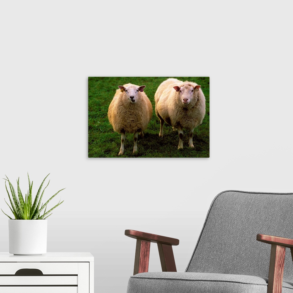 A modern room featuring Norway, Norge, Nordland, Lofoten islands, Ramberg town, sheeps