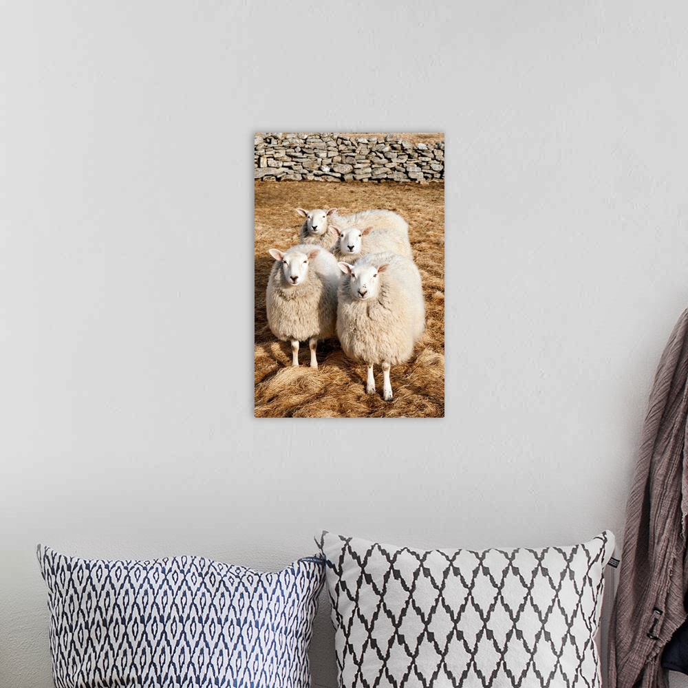 A bohemian room featuring Norway, Nordland, Lofoten, Sheep eating salted grass on the island because of the salt coming fro...