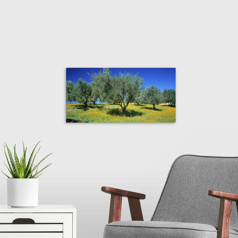 A modern room featuring Olive trees, Olive yard and meadow