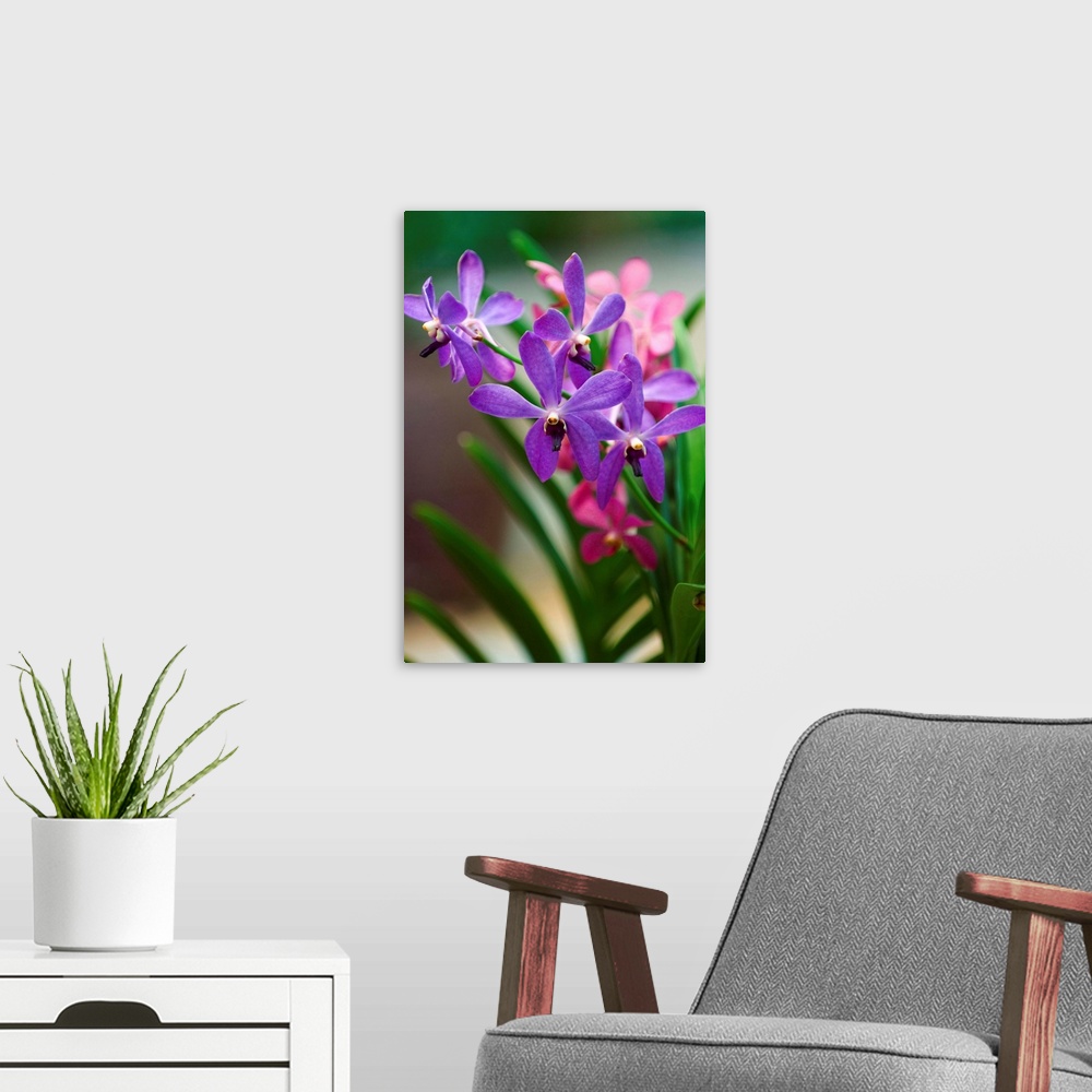 A modern room featuring Malaysia, Orchid