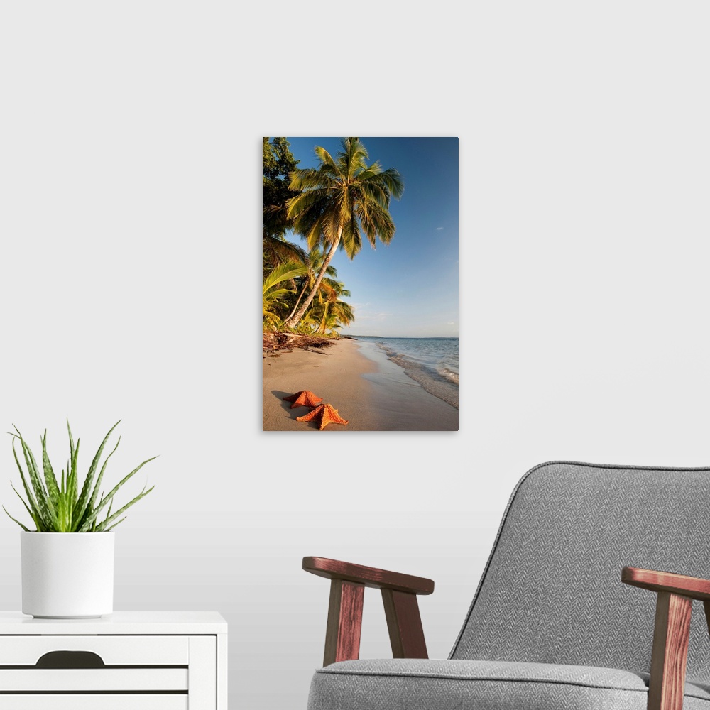 A modern room featuring Panama, Bocas del Toro, Colon Island, Starfish on the beach, Starfish beach