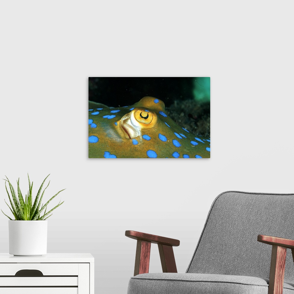 A modern room featuring Papua New Guinea, Ray, Blue Spotted Ray