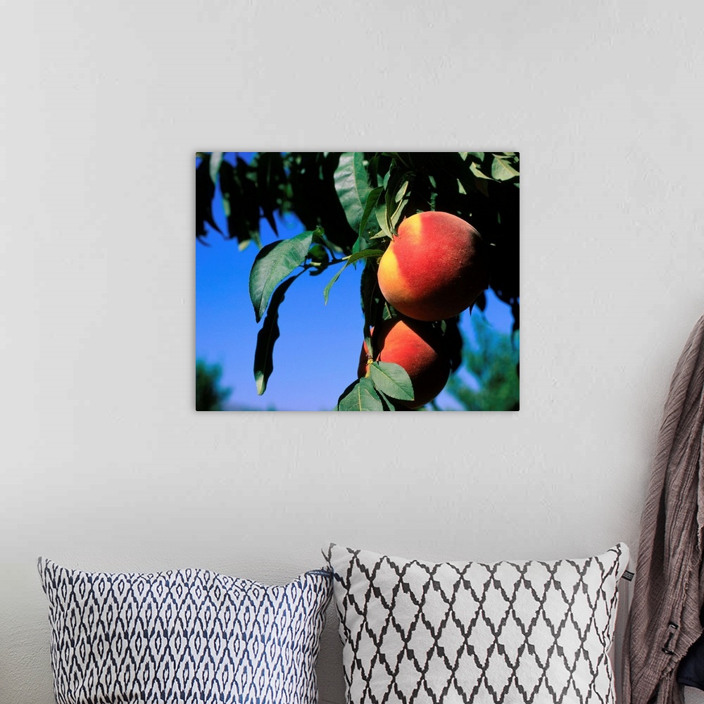 A bohemian room featuring Peaches on tree