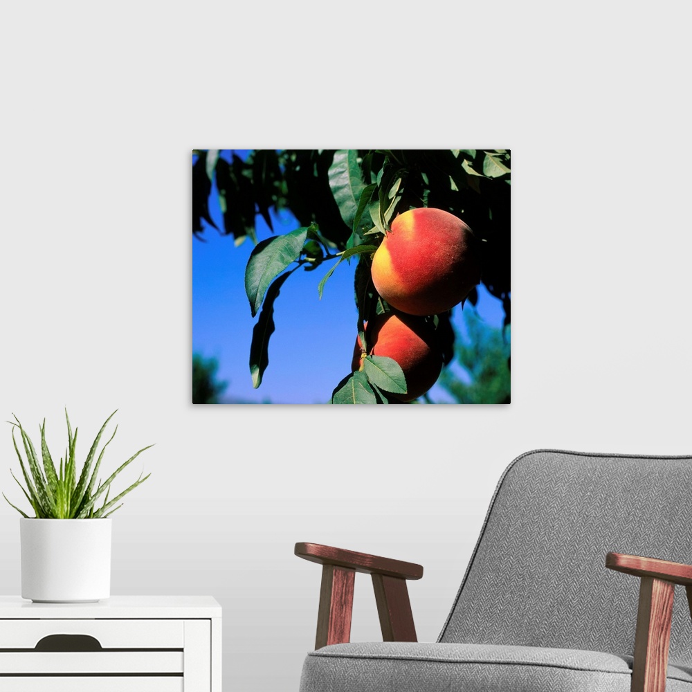 A modern room featuring Peaches on tree