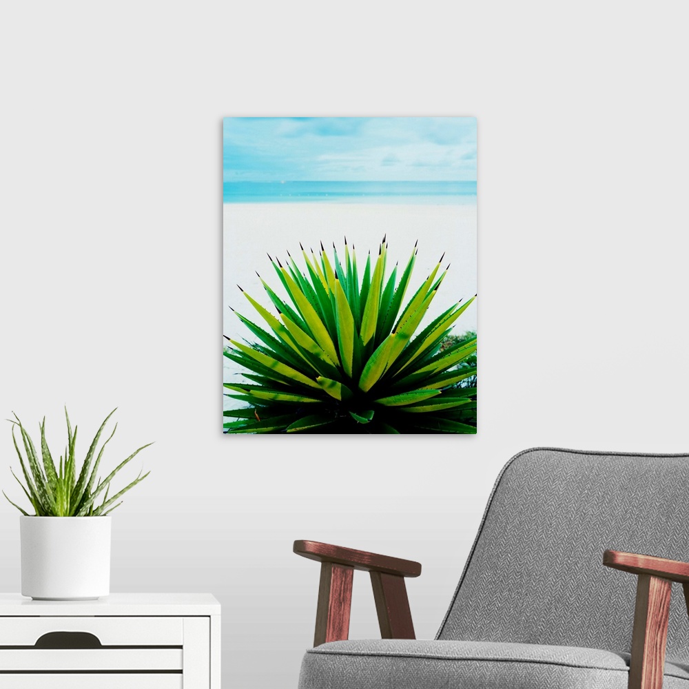 A modern room featuring Plant on the beach, East Coast, agave