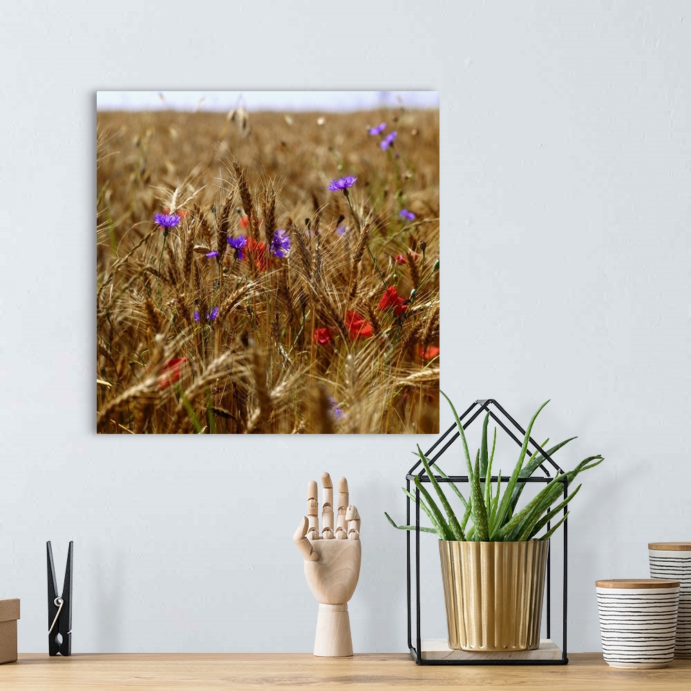 A bohemian room featuring Poppies and cornflowers in wheat field