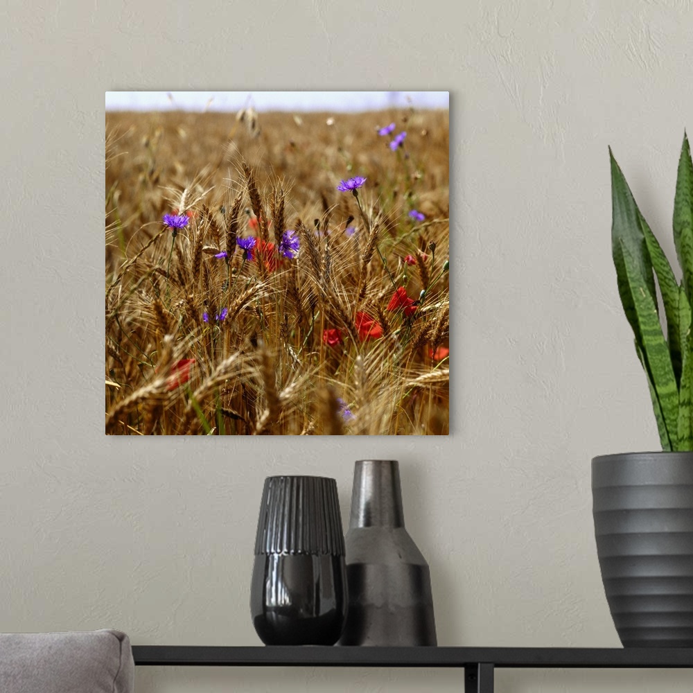 A modern room featuring Poppies and cornflowers in wheat field