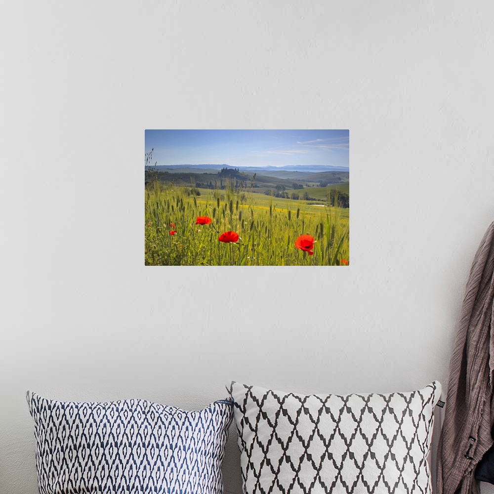 A bohemian room featuring Poppies in a field, Italy, Tuscany, San Quirico d'Orcia, Casolare belvedere