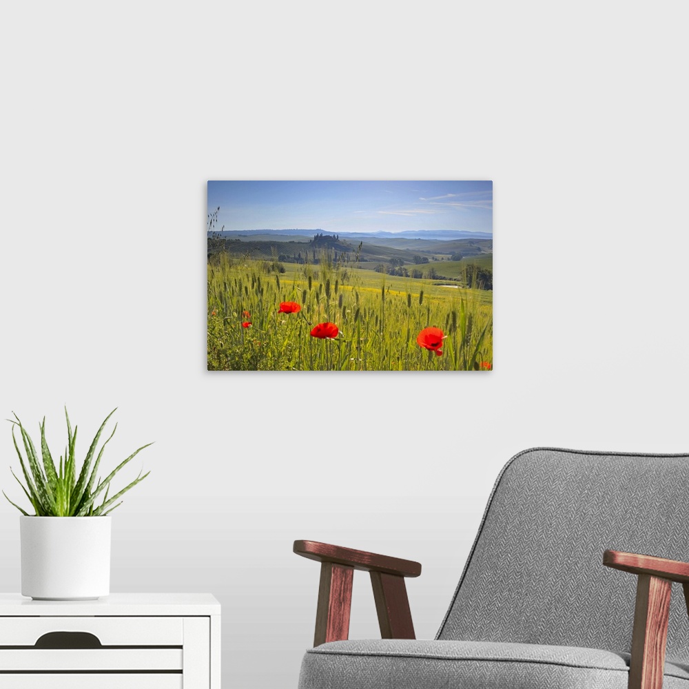 A modern room featuring Poppies in a field, Italy, Tuscany, San Quirico d'Orcia, Casolare belvedere