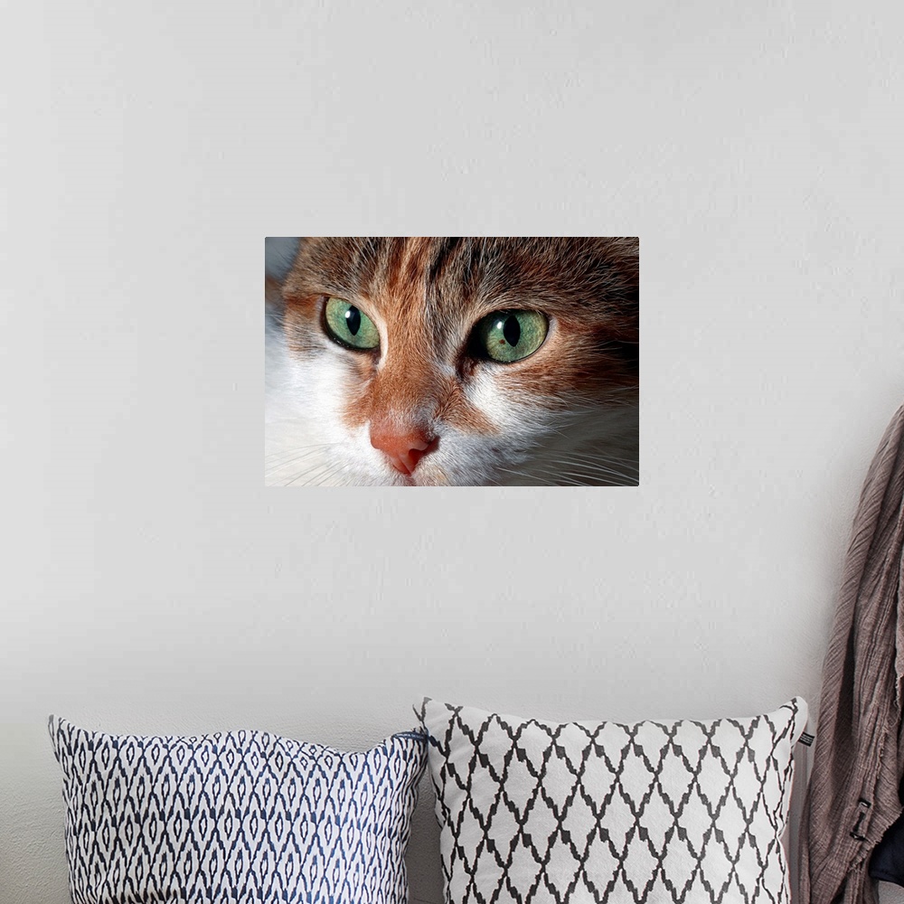 A bohemian room featuring Portrait of cat