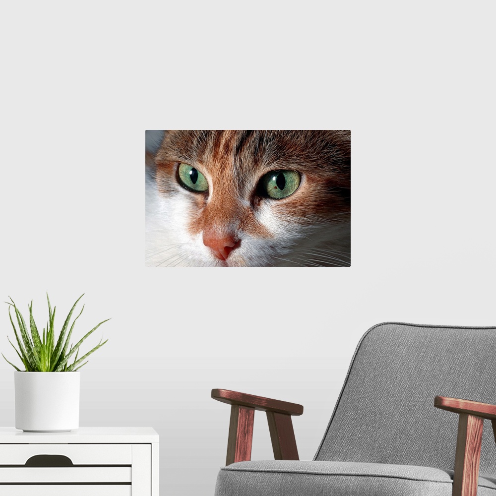 A modern room featuring Portrait of cat