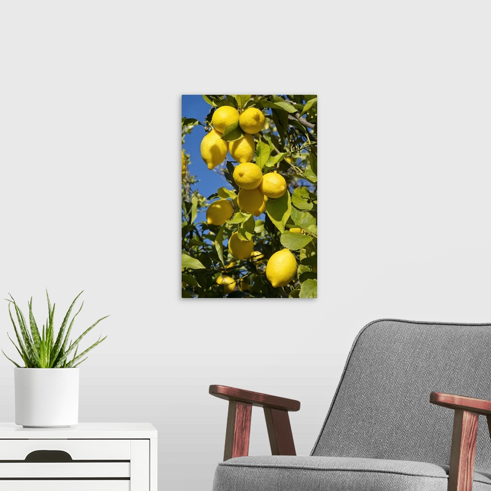 A modern room featuring Portugal, Faro, Algarve, Silves, Lemons on the tree