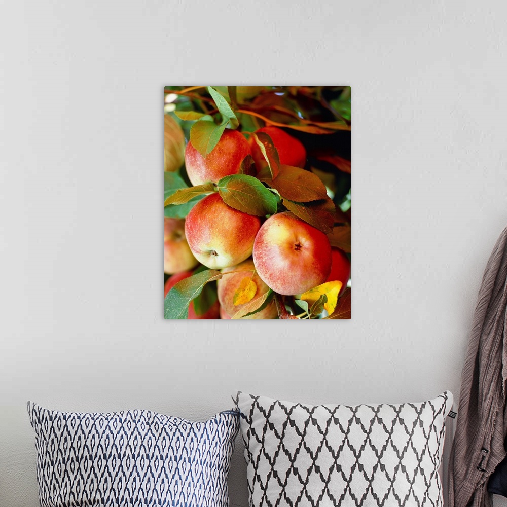 A bohemian room featuring Red apples