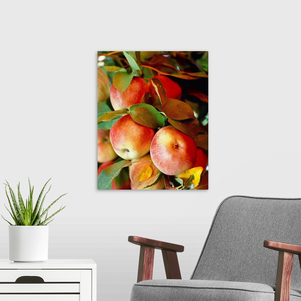 A modern room featuring Red apples