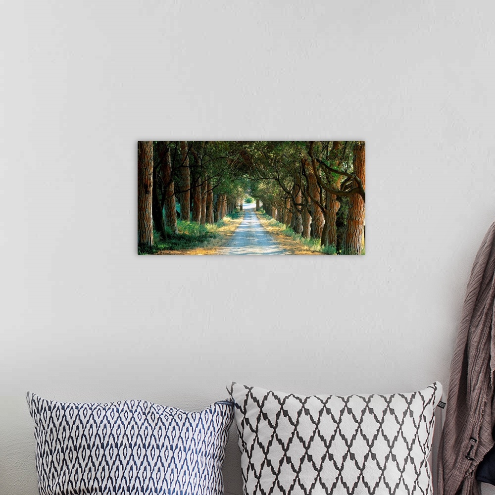 A bohemian room featuring Road, Planted with tree