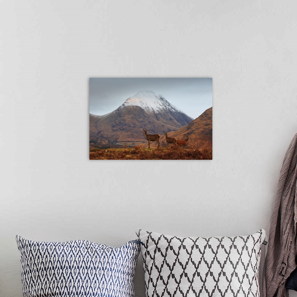A bohemian room featuring UK, Scotland, Great Britain, Highlands, Glen Etive, family of deer.