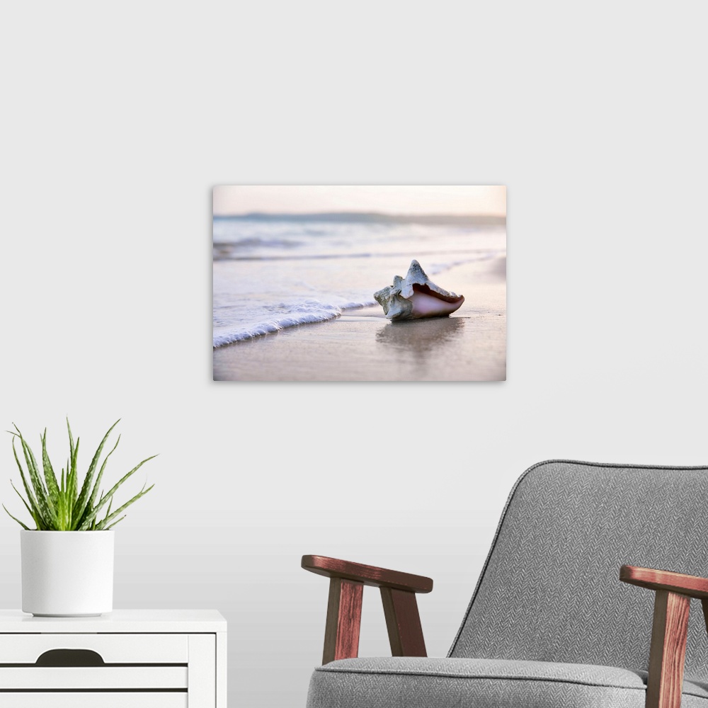A modern room featuring Seashell on beach surf.