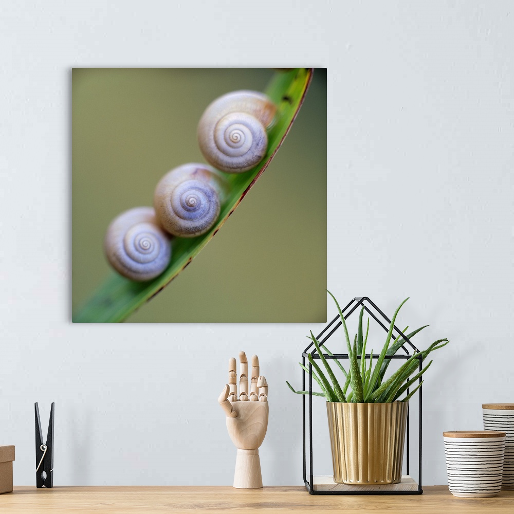 A bohemian room featuring Snails