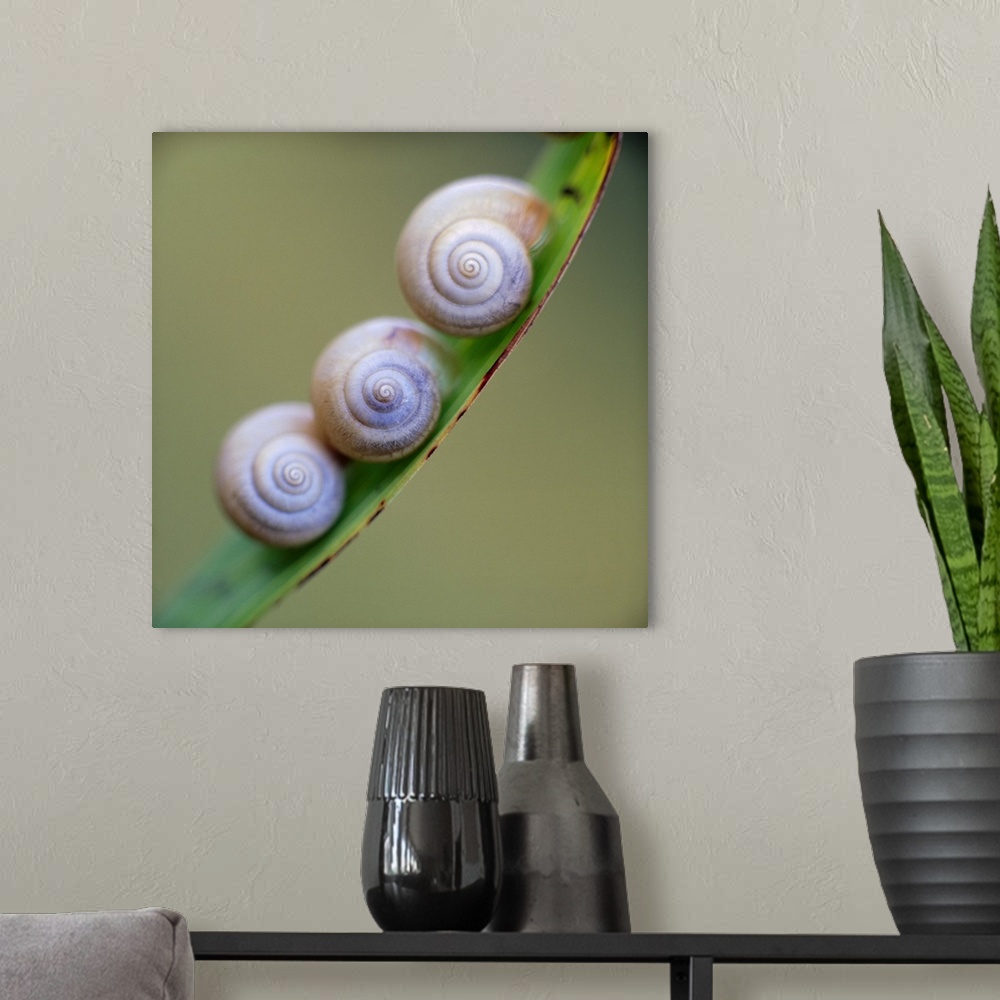 A modern room featuring Snails