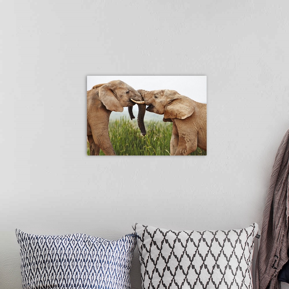 A bohemian room featuring South Africa, Western Cape, Port Elizabeth, Addo Elephant National Park, Young bull elephants gre...