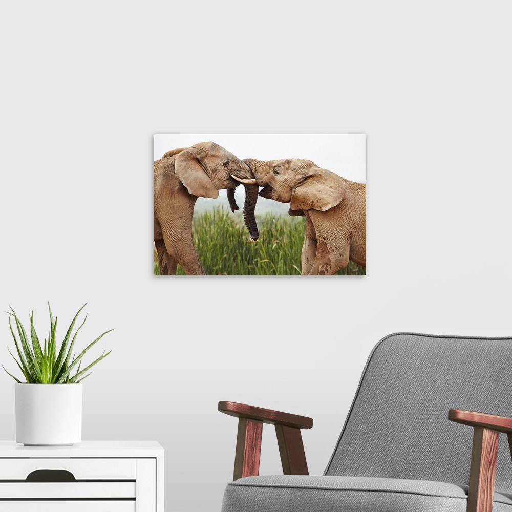 A modern room featuring South Africa, Western Cape, Port Elizabeth, Addo Elephant National Park, Young bull elephants gre...