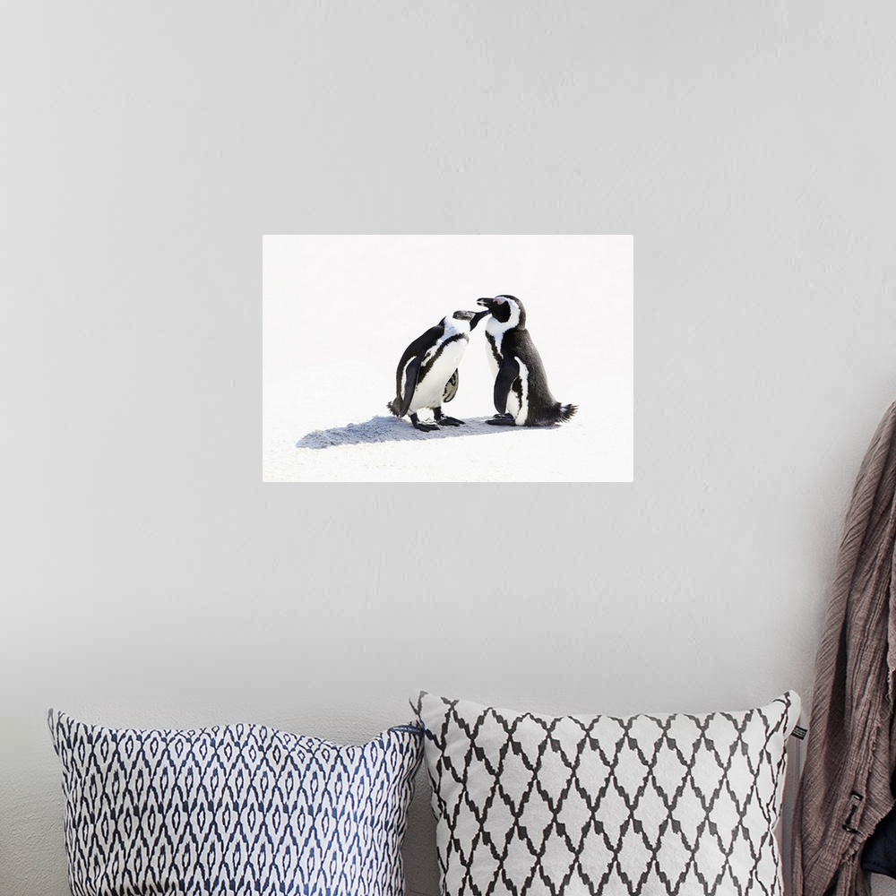 A bohemian room featuring South Africa, Western Cape, Cape Town, African Penguins (Jackass Penguin) at Boulders beach, Simo...