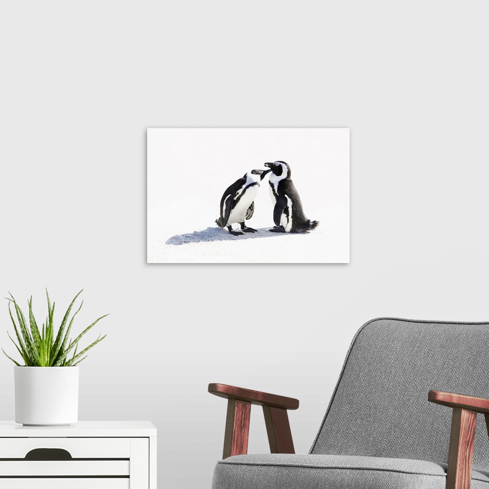 A modern room featuring South Africa, Western Cape, Cape Town, African Penguins (Jackass Penguin) at Boulders beach, Simo...