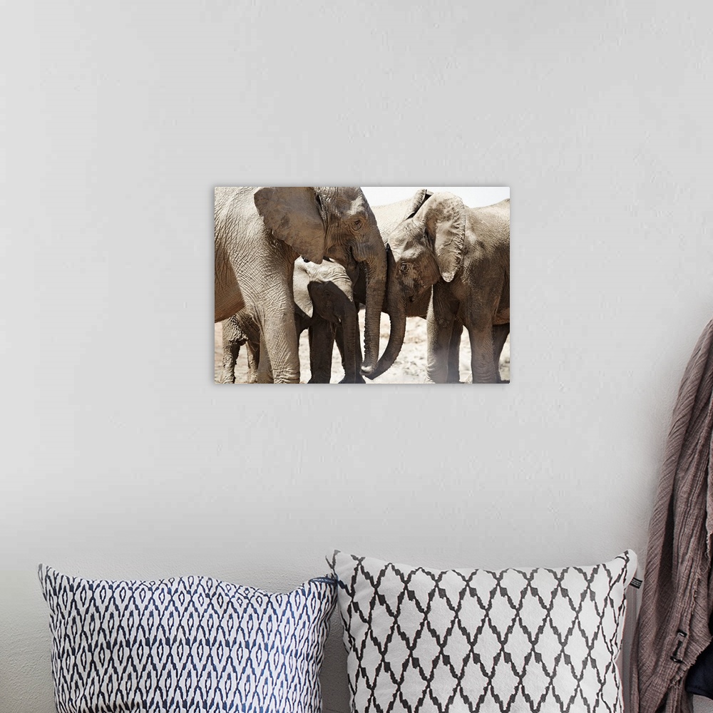 A bohemian room featuring South africa, eastern cape, addo elephant national park, sundays river valley, african elephants ...