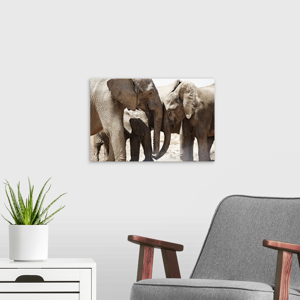 A modern room featuring South africa, eastern cape, addo elephant national park, sundays river valley, african elephants ...