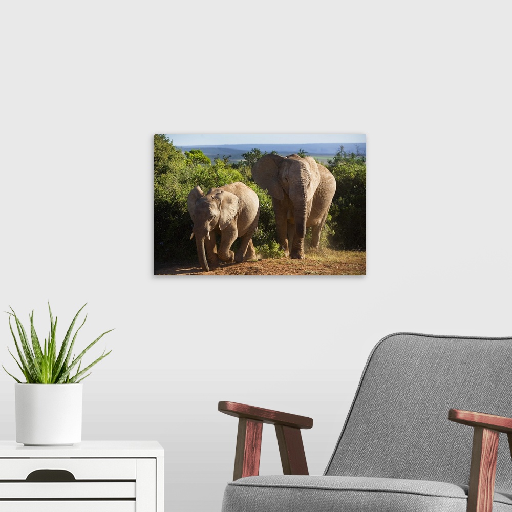 A modern room featuring South Africa, Eastern Cape, Addo Elephant National Park, elephants