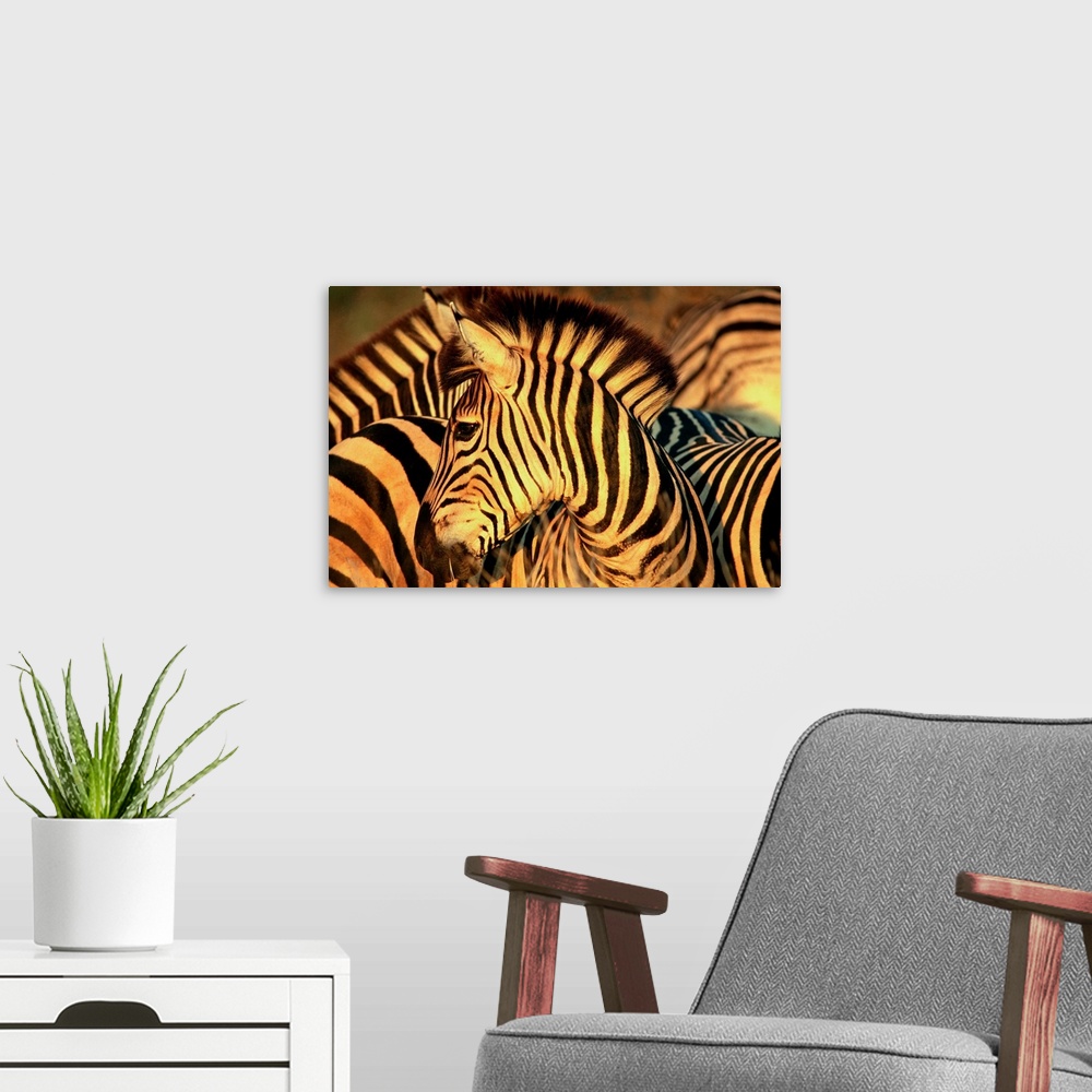 A modern room featuring South Africa, Kruger National Park, Burchell's Zebra
