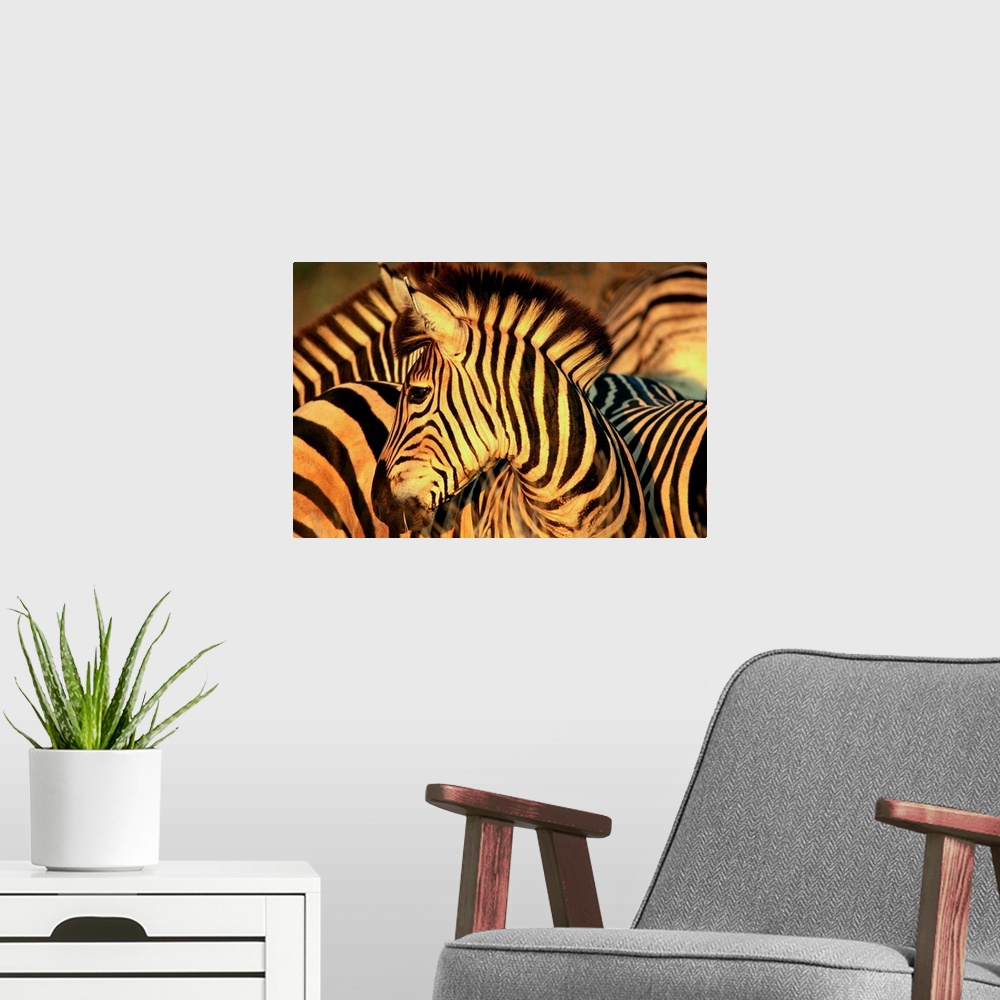 A modern room featuring South Africa, Kruger National Park, Burchell's Zebra