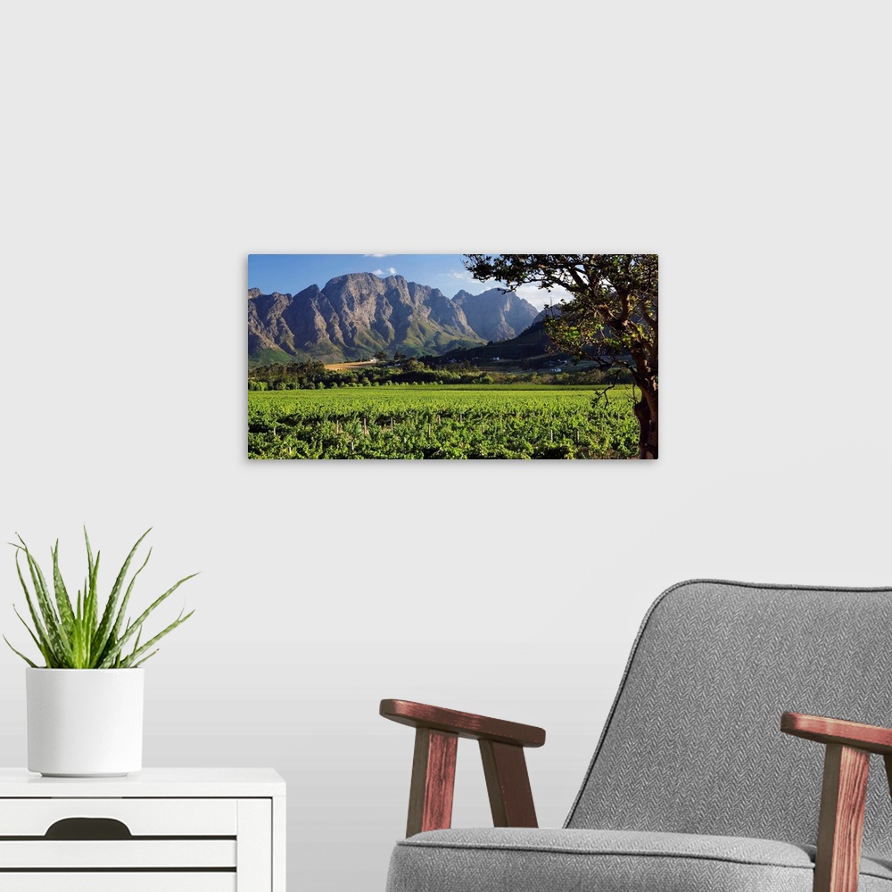 A modern room featuring South Africa, Western Cape, Franschhoek, Vineyards.