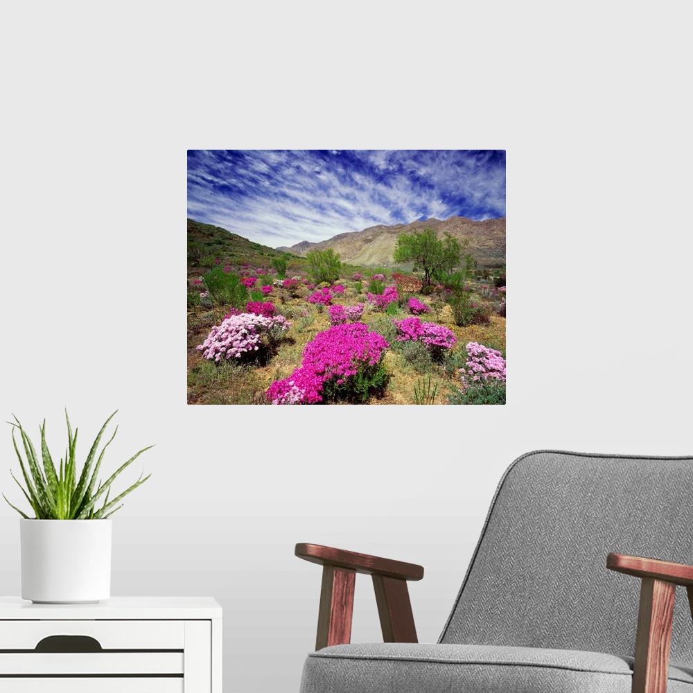 A modern room featuring South Africa, Western Cape, Little Karoo plateau, wild flowers near Montagu town