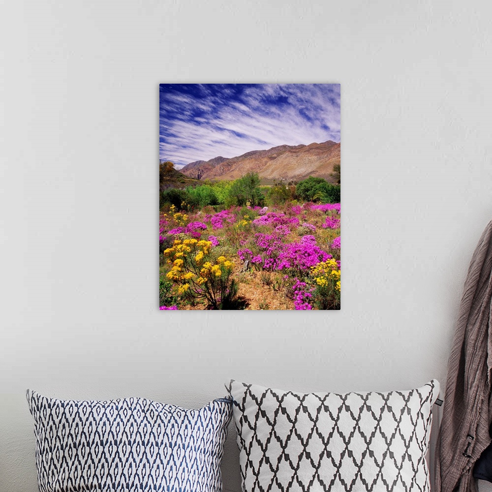 A bohemian room featuring South Africa, Western Cape, Little Karoo plateau, wild flowers near the town of Montagu