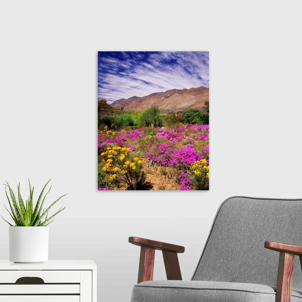 A modern room featuring South Africa, Western Cape, Little Karoo plateau, wild flowers near the town of Montagu