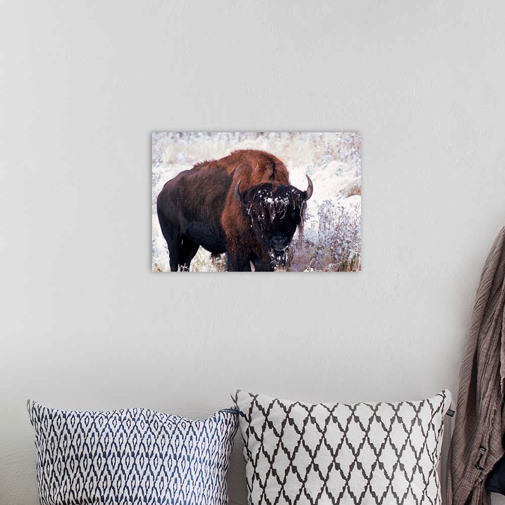 A bohemian room featuring South Dakota, Black Hills, Custer State Park, Buffalo in the snow