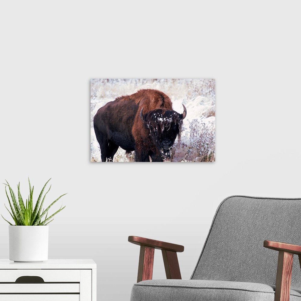 A modern room featuring South Dakota, Black Hills, Custer State Park, Buffalo in the snow
