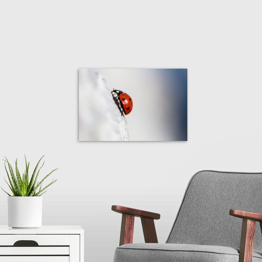 A modern room featuring Spain, Andalusia, Ladybird.