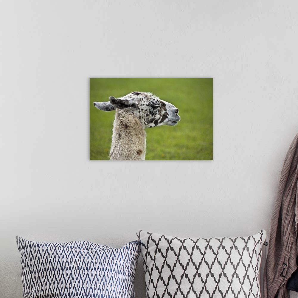 A bohemian room featuring Spotted Llama