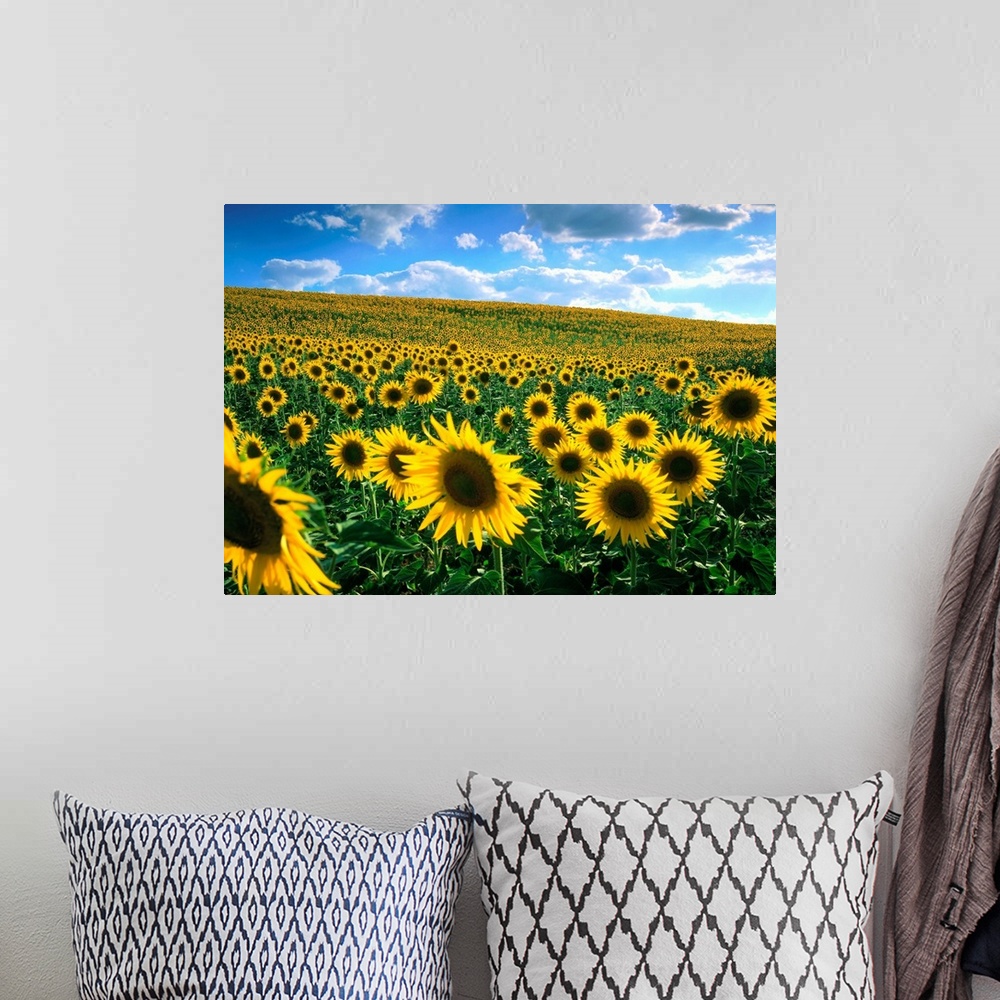A bohemian room featuring Sunflower field
