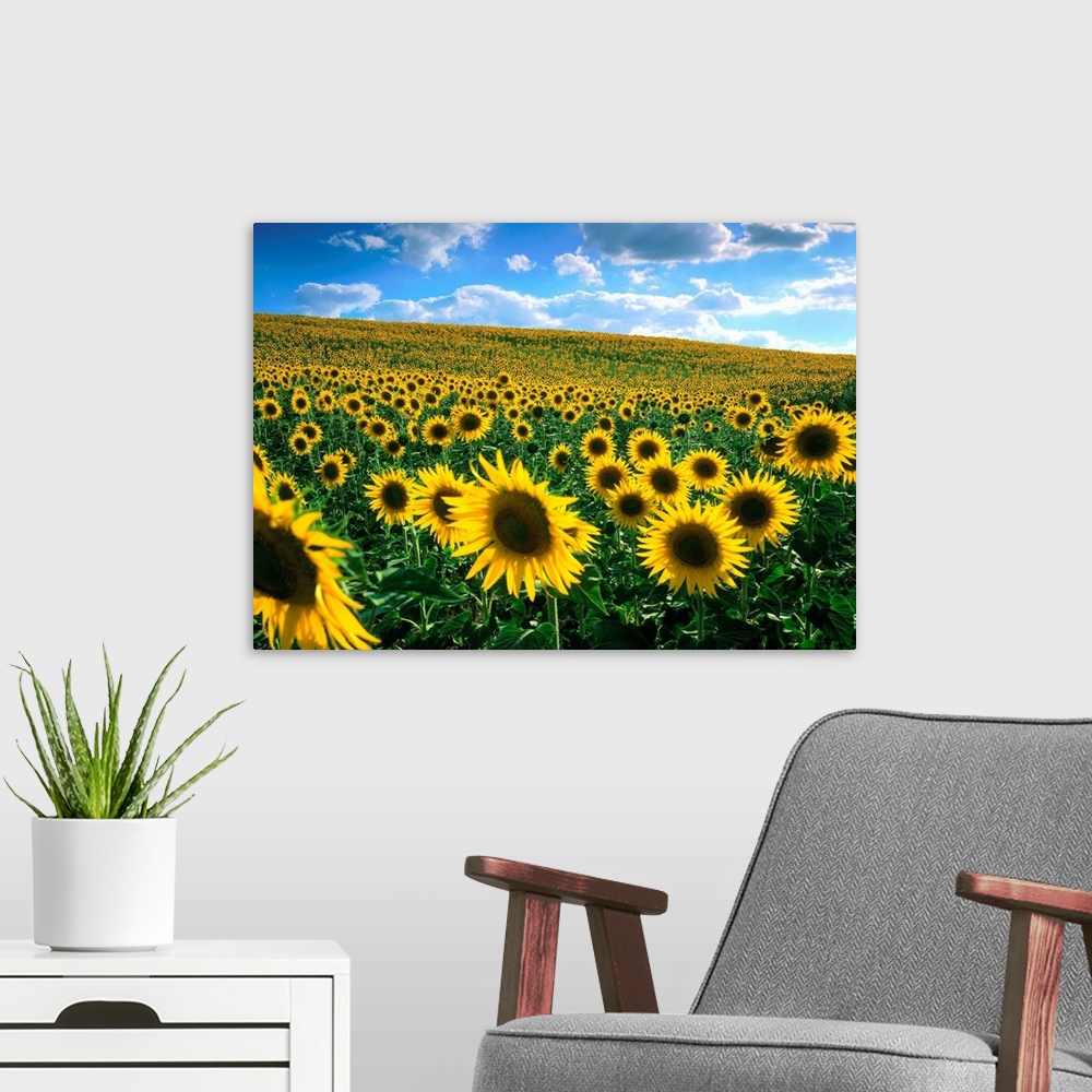 A modern room featuring Sunflower field