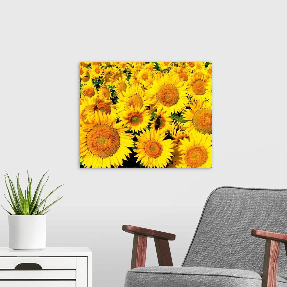 A modern room featuring Sunflower field