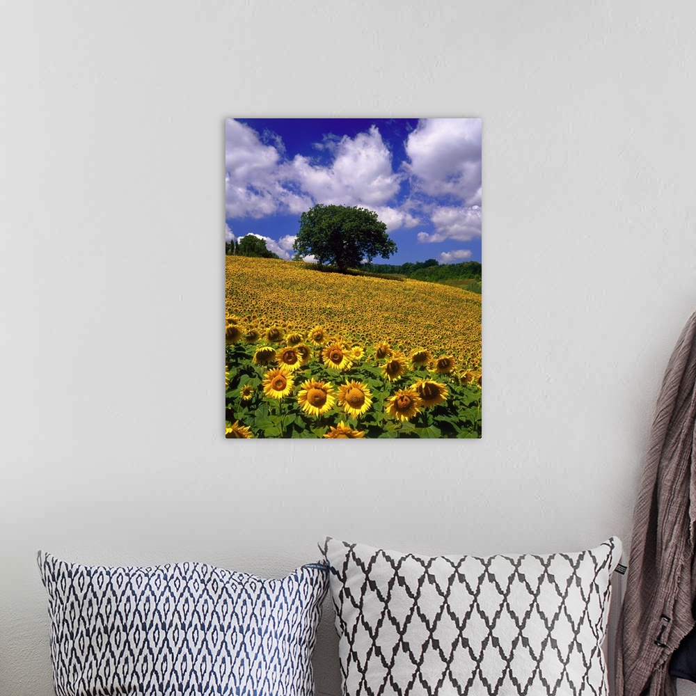 A bohemian room featuring Sunflower field