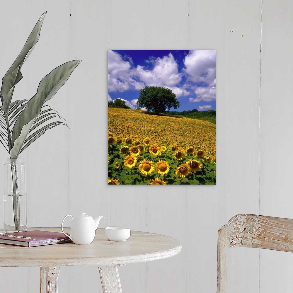 A farmhouse room featuring Sunflower field