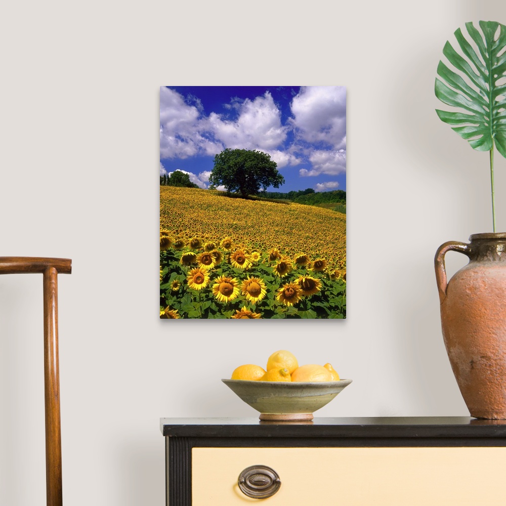 A traditional room featuring Sunflower field