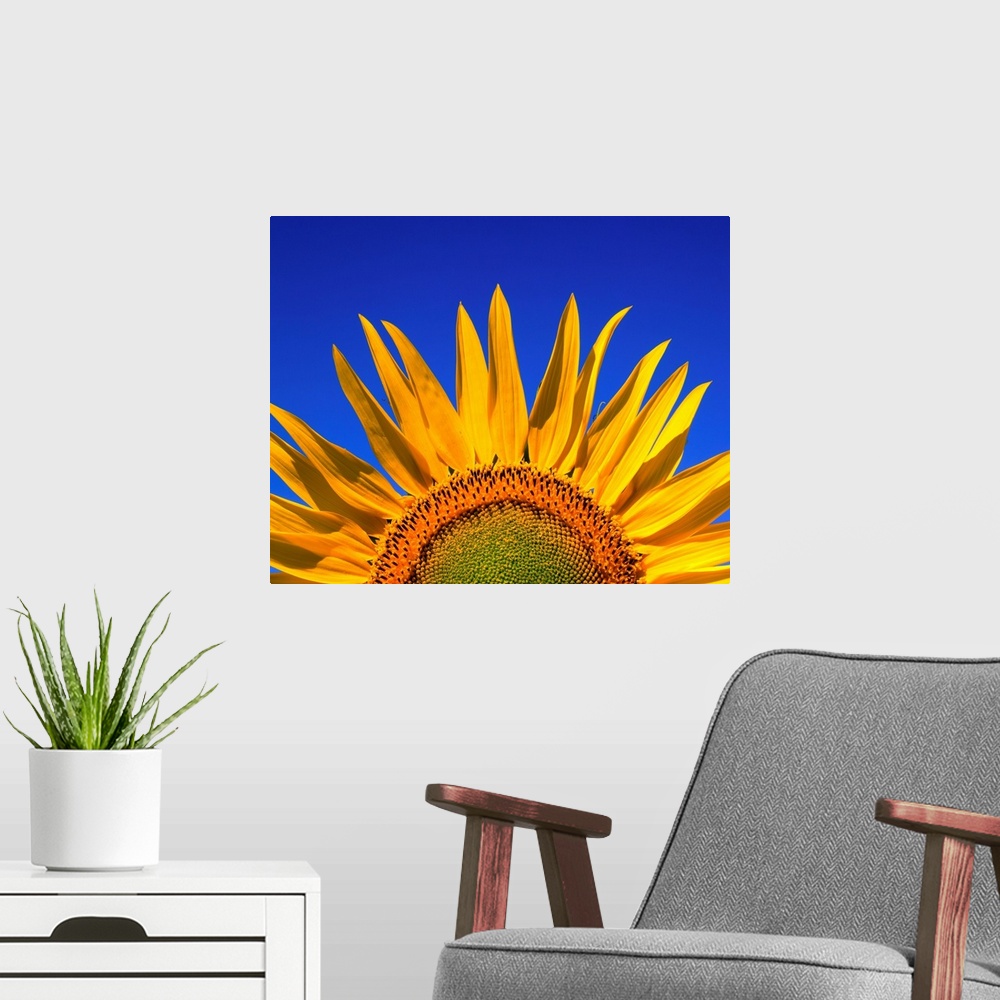 A modern room featuring Sunflower, Helianthus