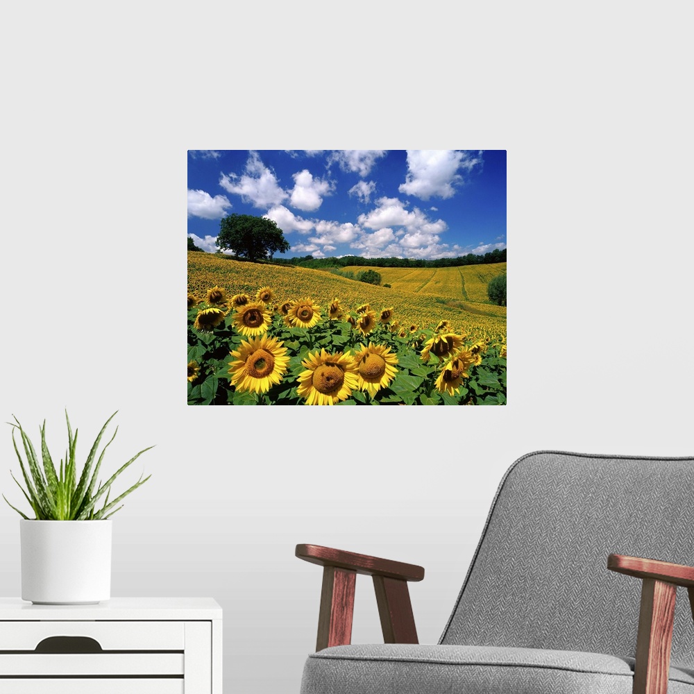 A modern room featuring Sunflowers, Italy