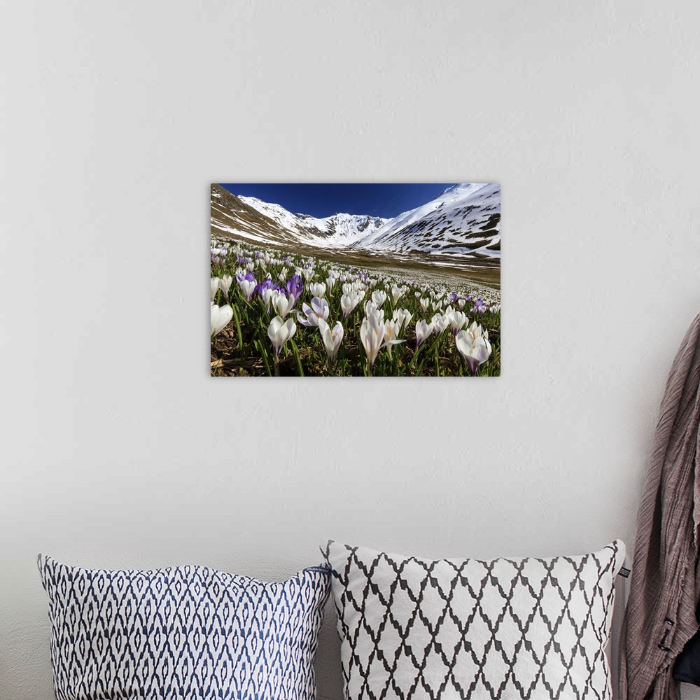A bohemian room featuring Switzerland, Graubunden, Alps, Crocus blooming in Juf, Val d'Avers