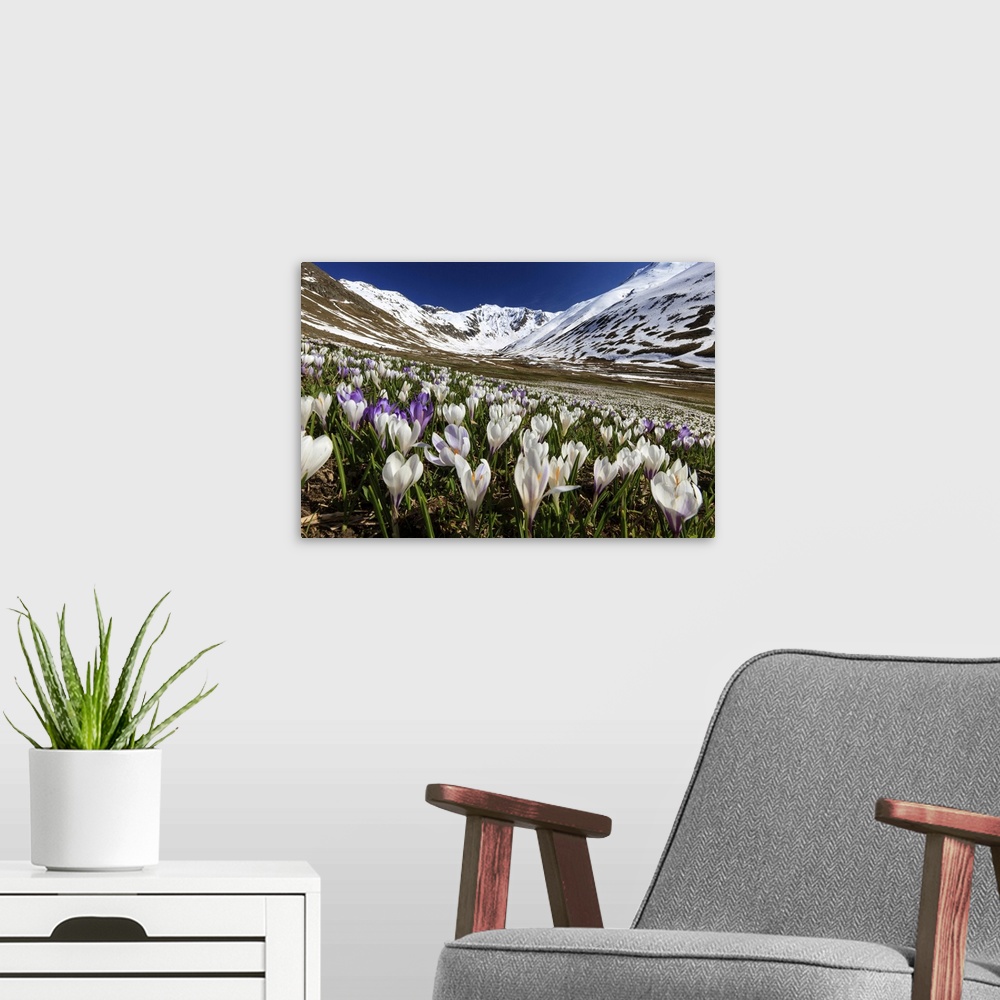A modern room featuring Switzerland, Graubunden, Alps, Crocus blooming in Juf, Val d'Avers